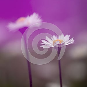 Dreamy daisies, defocussed blurry romantic effect. Natural spring background.