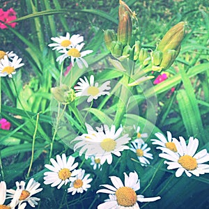 Dreamy daisy flowers