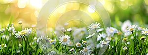 Dreamy Daisy Spring Meadow Awash with Sunlight, Impressionist Painter\'s Vision, Blurred Background, Depth of Field, Bokeh