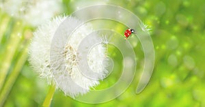 Dreamy dandelions blowball flowers, seeds fly in the wind and ladybug against sunlight. Macro soft focus. Delicate transparent
