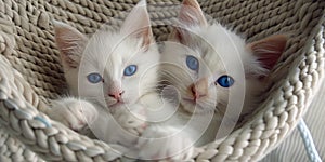 Dreamy Duo: Two White Kittens With Blue Eyes in a Basket. Generative AI