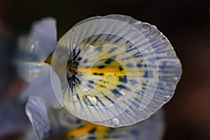 Dreamy Dwarf Iris Katharine Hodgkin Moistened Petal spring flower