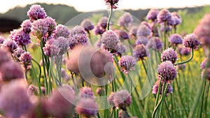 Dreamy field of pink flowers with a warm glow in slow motion
