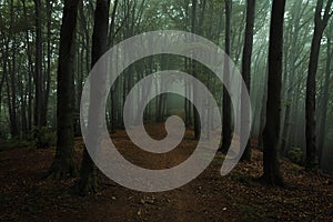 Dreamy foggy dark forest. Trail in moody forest