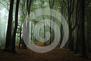 Dreamy foggy dark forest. Trail in moody forest