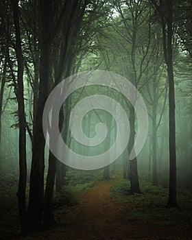 Dreamy foggy dark forest. Trail in moody forest