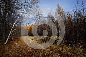 Dreamy forest landscape in fall with yellow birch trees and other vegetation