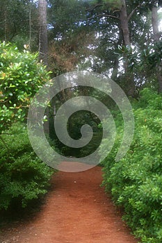 Dreamy Garden Path