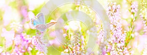 Dreamy heather flowers bloom, grass, butterfly close-up against sunlight panorama. Macro with soft focus. Spring floral greeting