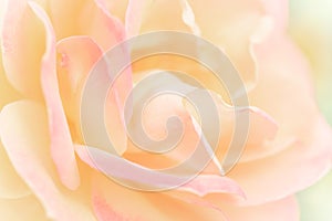 Dreamy Image of Beautiful Rose