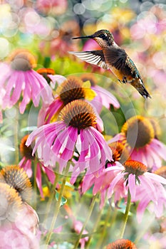 Dreamy image of a Hummingbird feeding