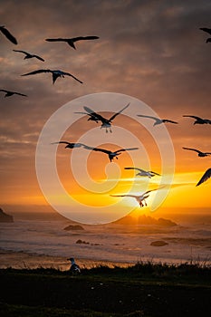 Dreamy image of seagulls at sunset at the Oregon Coast.