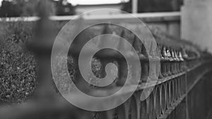 Dreamy Landscape look, Metal Forged Fence near the apartment building. Follow the focus.