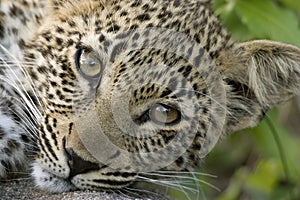 Dreamy leopard cub