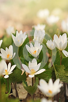 Dreamy Look Photo of Spring Wildflowers, white anemones