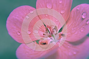 Dreamy macro pink Flower with rain drops ,green background.