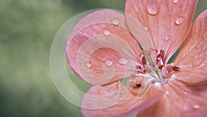 Dreamy macro pink Flower with rain drops ,green background.