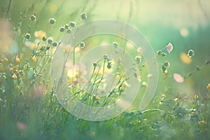 Dreamy Meadow with delicate Wildflowers, spring background