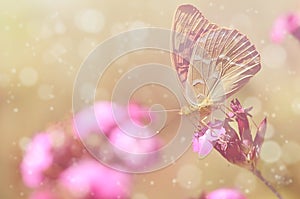 Dreamy photo of a beautiful butterfly