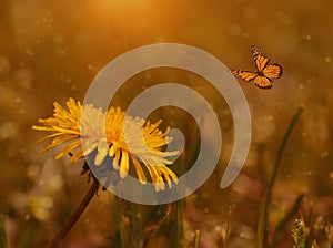 Dreamy photo of a dandelion and butterfly in the field