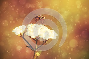 Dreamy photo of a fly on the white wildflower