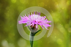 Dreamy photo of a purple wildflower