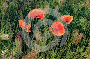 Dreamy Poppies in the Sun