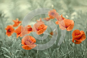 Dreamy poppy flowers bloom, grass, closeup panorama. Macro with soft focus. Spring floral template. Artistic vintage image. Pastel