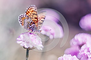 Dreamy romantic artistic image of spring nature with flower and butterfly on blurred background