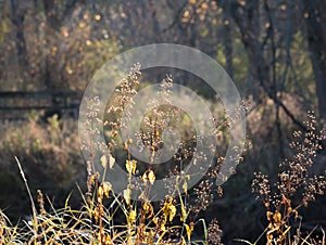 Dreamy Rural Autumn Landscape With Glowing Morning Light