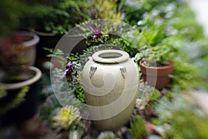 Dreamy soft focus backyard garden retreat with beautiful large pot 4642
