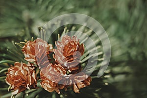 Dreamy soft-focus floral background. Backdrops