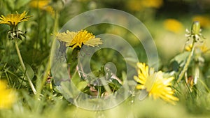 Dreamy and soft image of dandelions