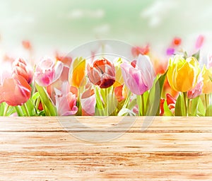 Dreamy spring background of colourful tulips