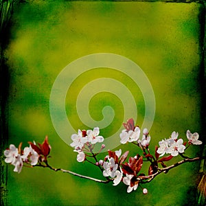 Dreamy springflowers background