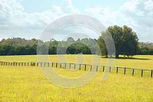 Dreamy summer pasture. photo