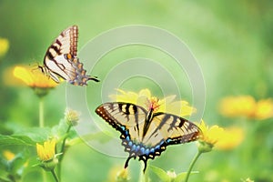 Dreamy Tiger Swallowtails on Marigolds