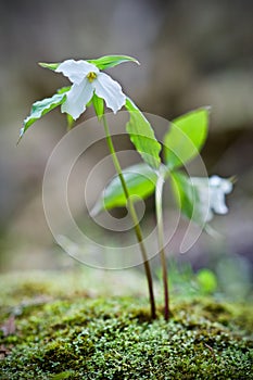 Dreamy Trillium Flowers in Soft Focus