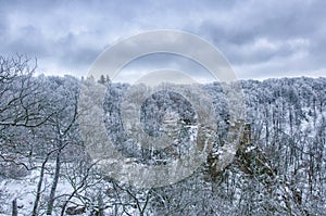 A dreamy view of the snow covered forest