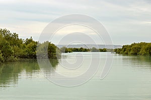 A dreamy view of the strange and beautiful mangrove forests whose roots are in the water.