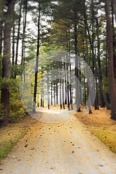 Dreamy walkway into forest