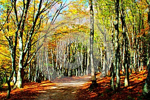 Dreamy way between beech trees of Canfaito forest on an autumn day