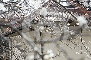 Dreamy white flowers in bloom