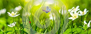 Dreamy white spring anemone flower bloom, grass, ladybug, butterfly close-up against sunlight panorama. Spring floral image. photo