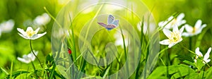 Dreamy white spring anemone flower bloom, grass, ladybug, butterfly close-up against sunlight panorama. Spring floral image.