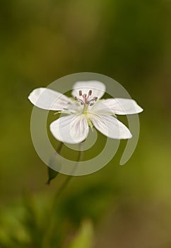 Dreamy Wild Geranium - Canadian Wildflower
