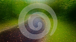 Dreamy windy road surrounded by fog coveredtrees