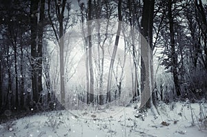 Dreamy winter forest with snow and blizzard