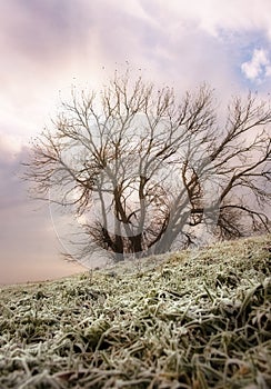 Dreamy Winter Tree
