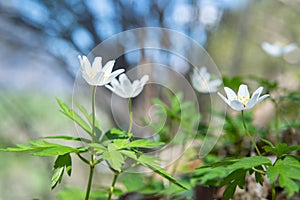 Dreamy wood anemone wild flowers in forest Anemone Nemorosa